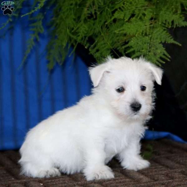 Bryson, West Highland Terrier Puppy