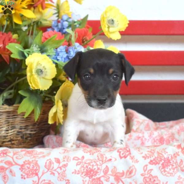 Buddy, Jack Russell Terrier Puppy