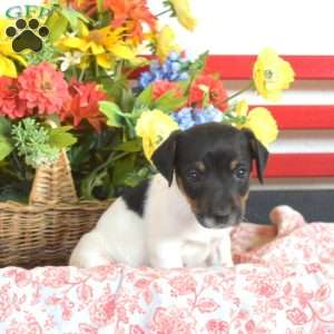 Buddy, Jack Russell Terrier Puppy