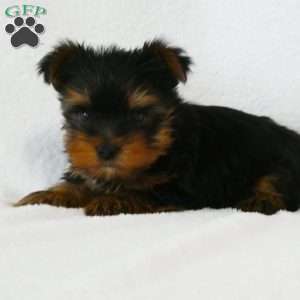 Large yorkies hot sale for sale