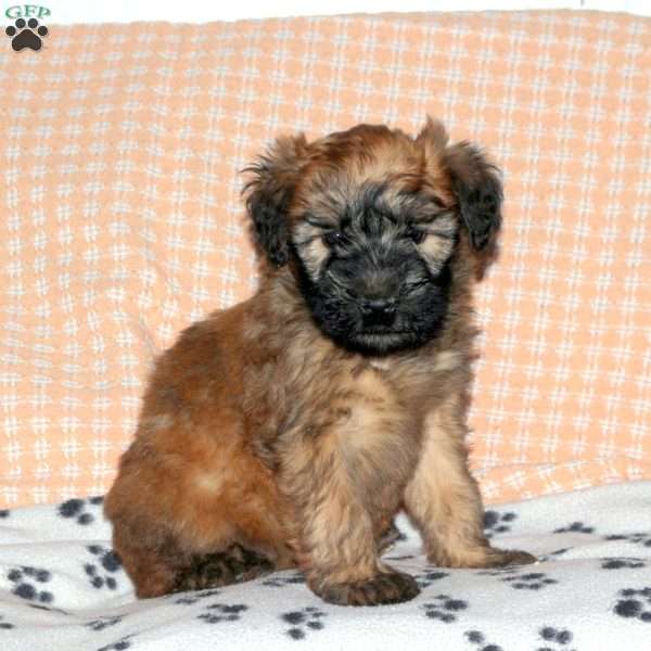 Bunny, Soft Coated Wheaten Terrier Puppy