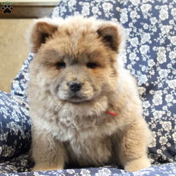 Buster, Chow Chow Puppy