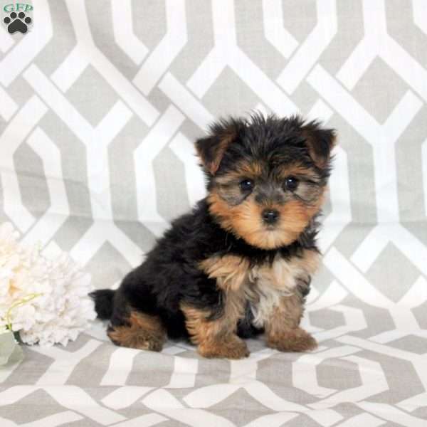 Buster, Yorkie Puppy