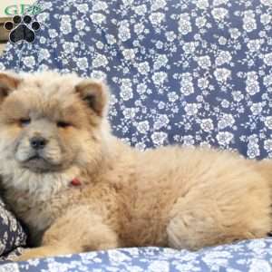 Buster, Chow Chow Puppy