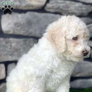 Murphy, Mini Goldendoodle Puppy