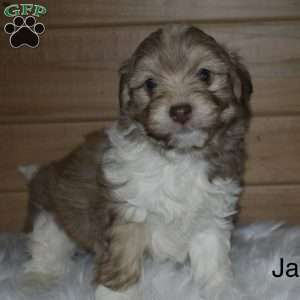 Jax, Havanese Puppy