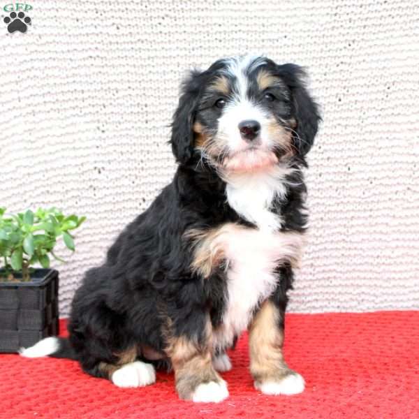 Caitlyn, Bernedoodle Puppy