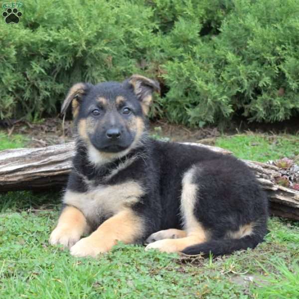 Callie - German Shepherd Puppy For Sale in Pennsylvania