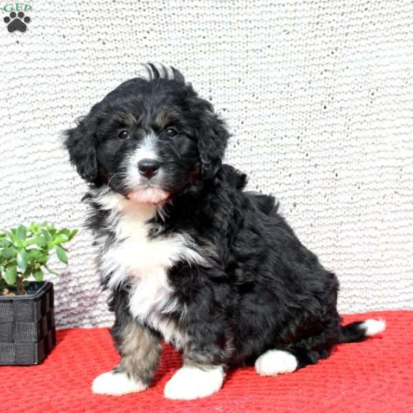Cameron, Bernedoodle Puppy