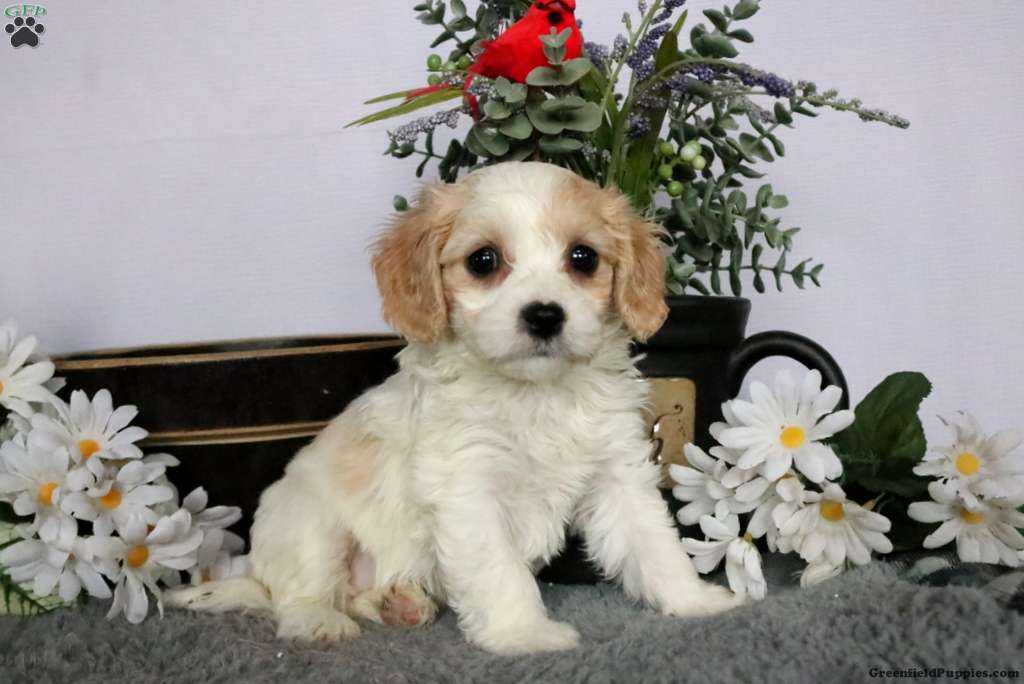 F2 cavachon hot sale