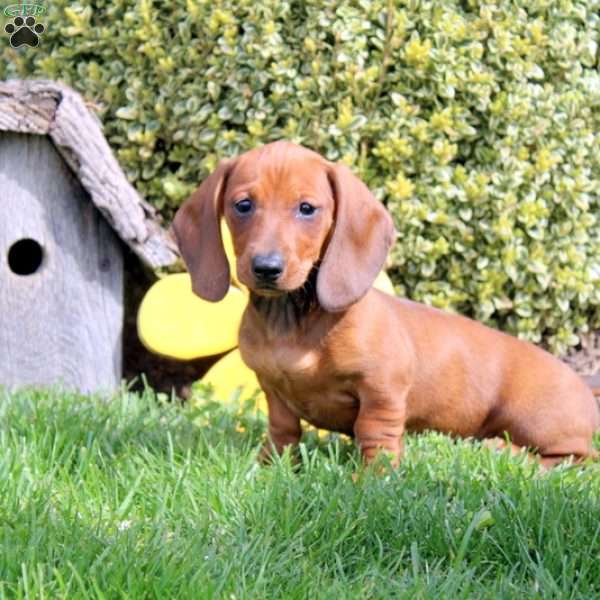 Carmel-Miniature, Dachshund Puppy