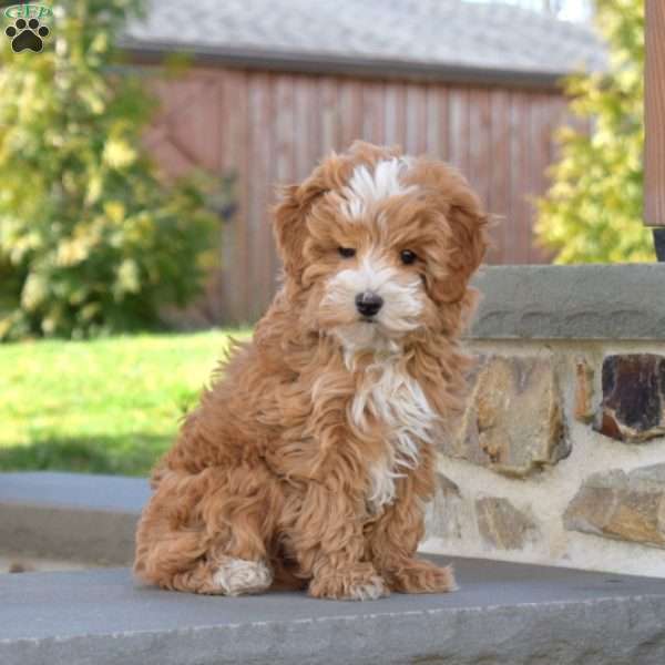 Carmella, Mini Goldendoodle Puppy