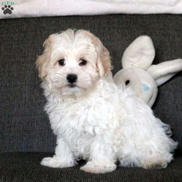 Casper, Maltipoo Puppy