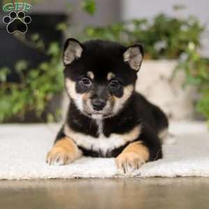 Shiba inu hot sale greenfield puppies