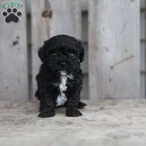 Caylee, Toy Poodle Puppy