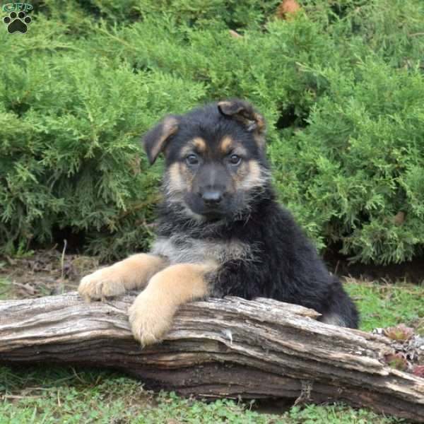 Charlie, German Shepherd Puppy