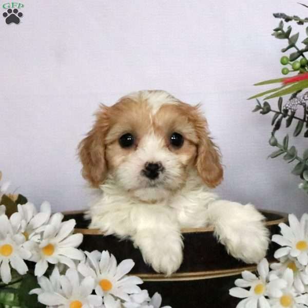 Charlotte, Cavachon Puppy