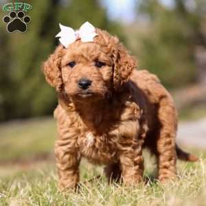 Charming, Mini Goldendoodle Puppy