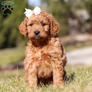 Charming, Mini Goldendoodle Puppy