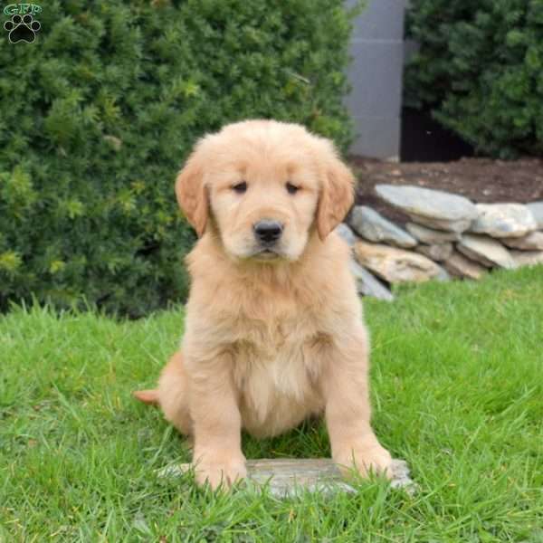 Chase, Golden Retriever Puppy