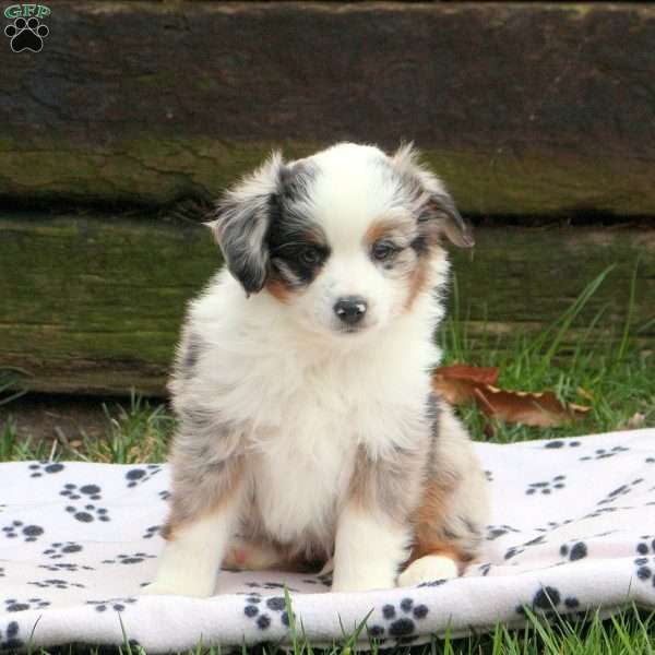 Chelsea, Miniature Australian Shepherd Puppy
