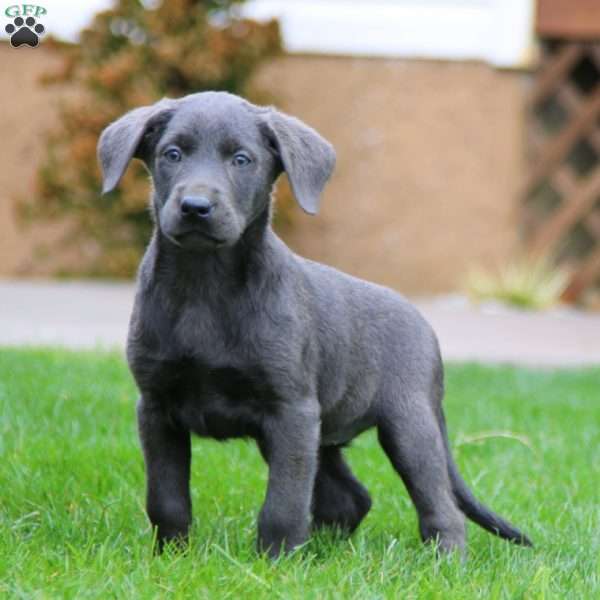 Chelsea, Charcoal Labrador Retriever Puppy