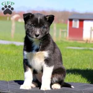 Chelsey, Siberian Husky Mix Puppy