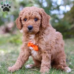 Chester, Mini Goldendoodle Puppy