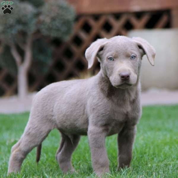 Chester, Silver Labrador Retriever Puppy