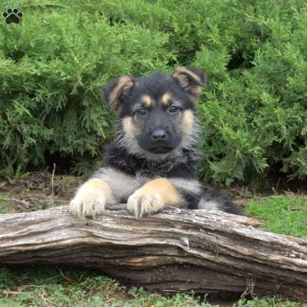 Cheyenne, German Shepherd Puppy