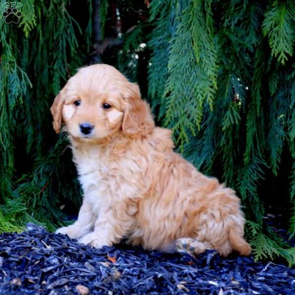 Chico, Mini Goldendoodle Puppy