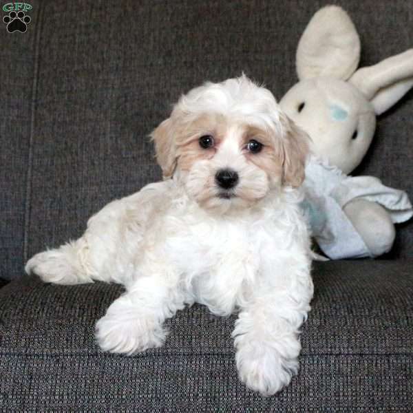 Chloe, Maltipoo Puppy