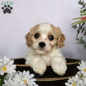 Cavachon greenfield sale puppies