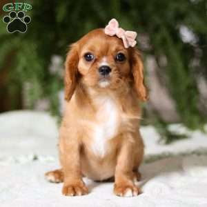 Cindy, Cavalier King Charles Spaniel Puppy