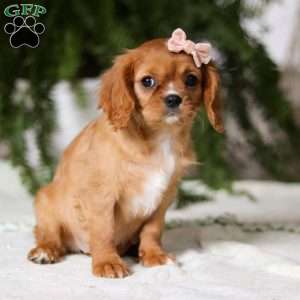 Cindy, Cavalier King Charles Spaniel Puppy