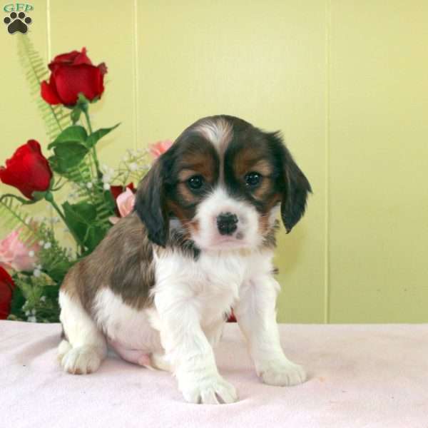 Circus, Cavalier King Charles Mix Puppy
