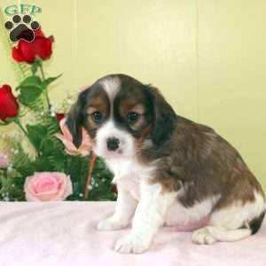 Circus, Cavalier King Charles Mix Puppy