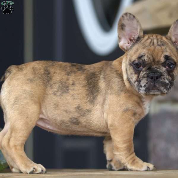Clare, French Bulldog Puppy