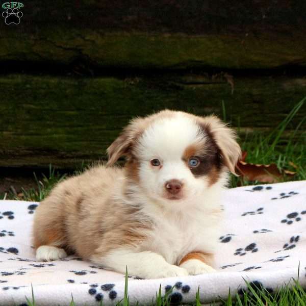 Cleo, Miniature Australian Shepherd Puppy