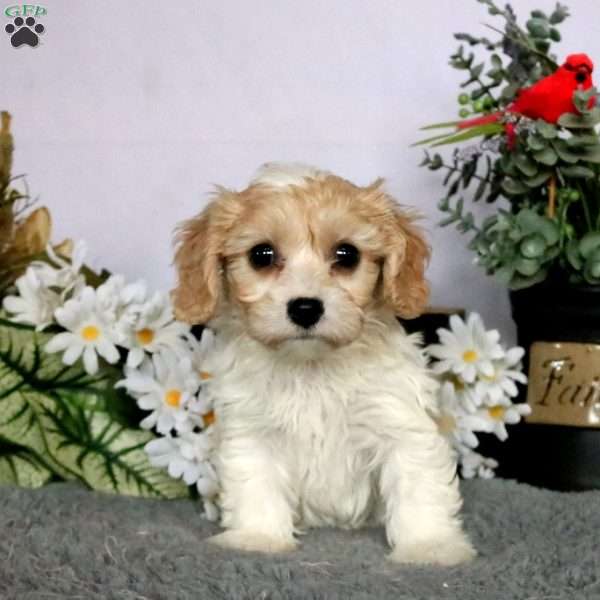 Cleo, Cavachon Puppy
