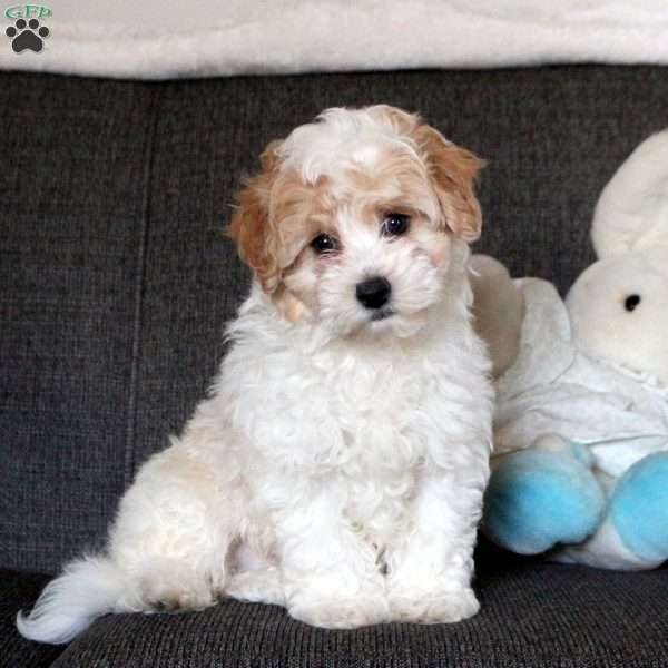 Cody, Maltipoo Puppy