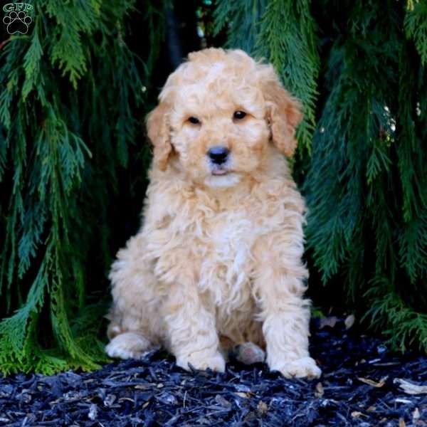 Cole, Mini Goldendoodle Puppy