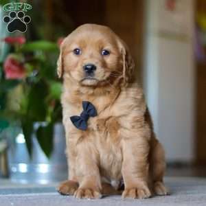Connor, Golden Retriever Puppy
