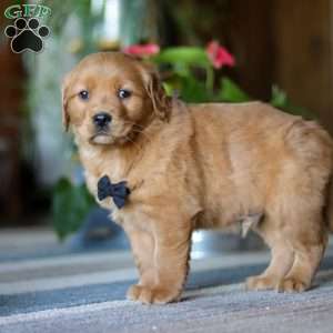 Connor, Golden Retriever Puppy