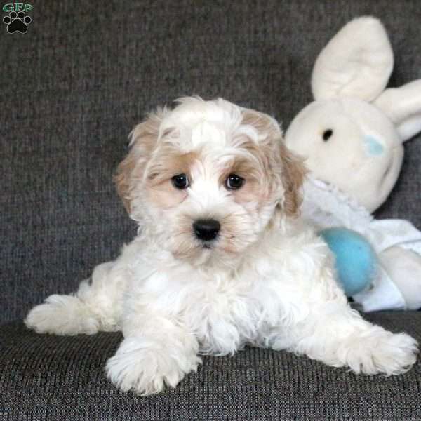 Cooper, Maltipoo Puppy