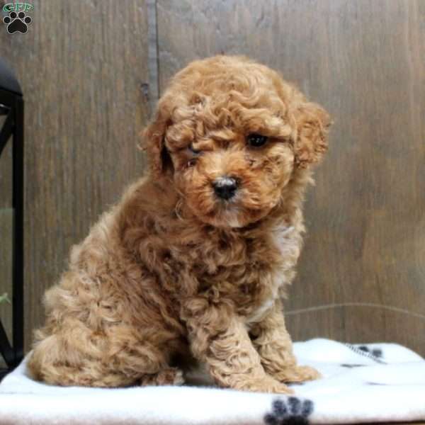 Cora, Miniature Poodle Puppy