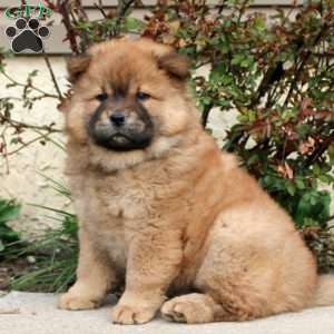 Cougar Face, Chow Chow Puppy
