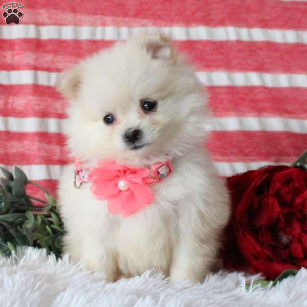 Cream Puff, Pomeranian Puppy