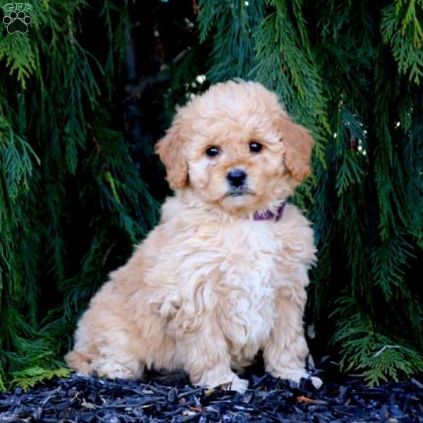 Crissy, Mini Goldendoodle Puppy