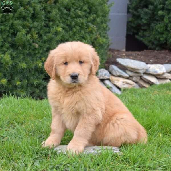 Cubby, Golden Retriever Puppy